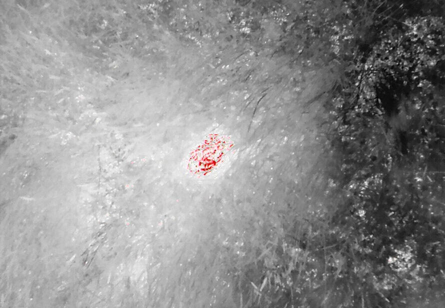 Wärmebildkamera zeigt ein Rehkitz in der Wiese und ermöglicht eine schnelle und sichere Ortung durch Drohnenthermografie.