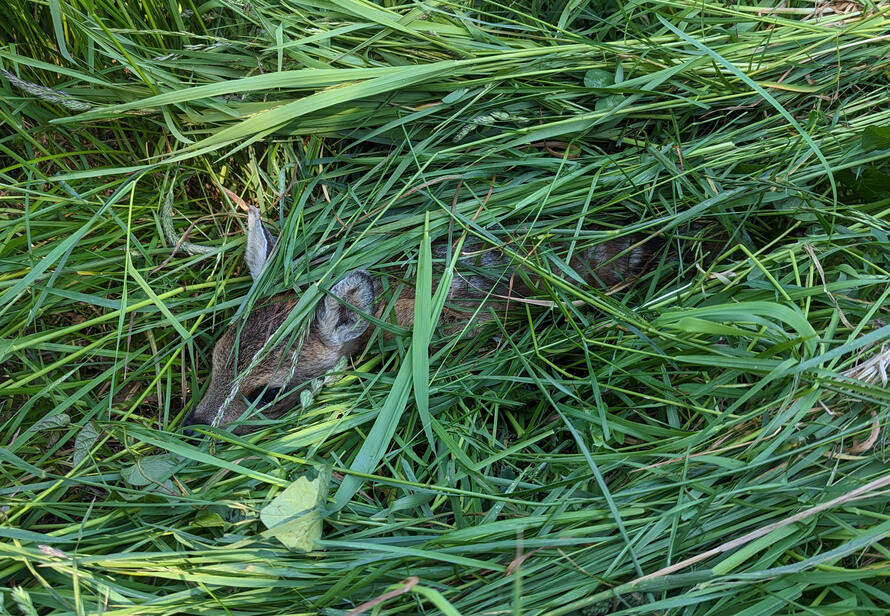 Rehkitz erfolgreich in der Wiese entdeckt und gesichert durch den Einsatz einer Wärmebilddrohne vor der Mahd.